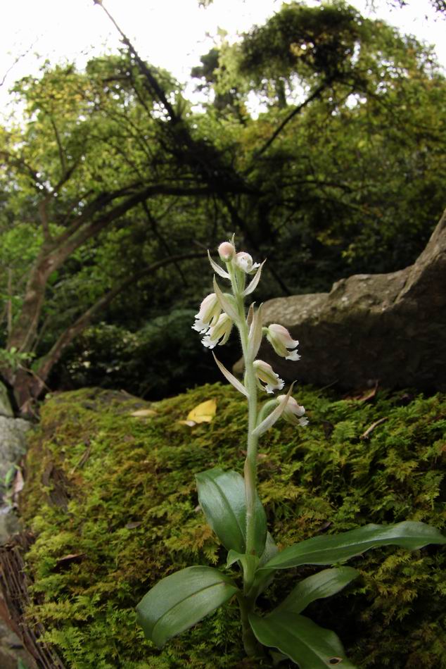 «ö¦¹¦b·sµøµ¡ÂsÄý¹Ï¤ù