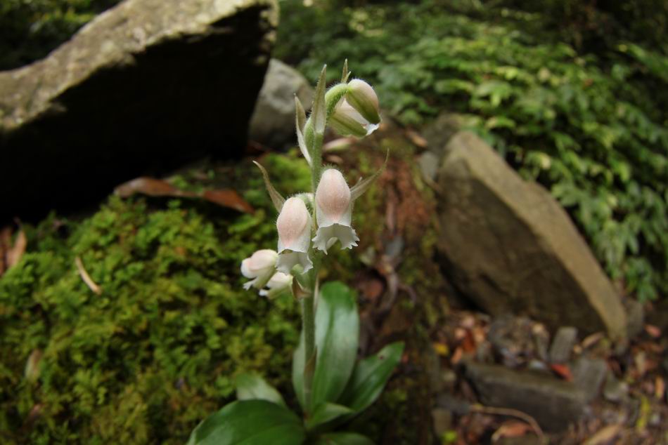 «ö¦¹¦b·sµøµ¡ÂsÄý¹Ï¤ù