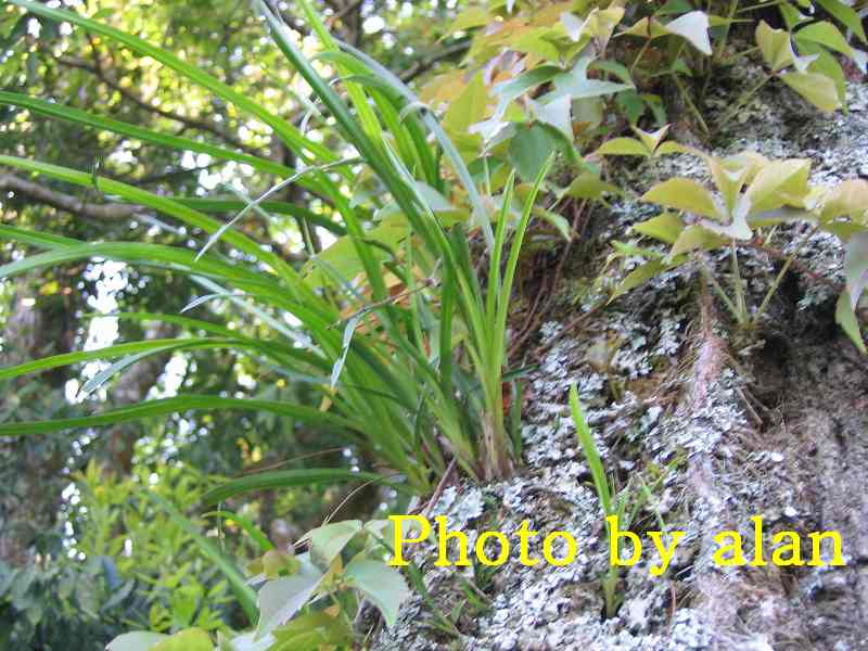 «ö¦¹¦b·sµøµ¡ÂsÄý¹Ï¤ù