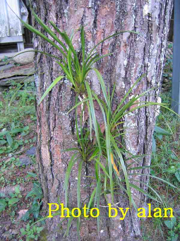 «ö¦¹¦b·sµøµ¡ÂsÄý¹Ï¤ù