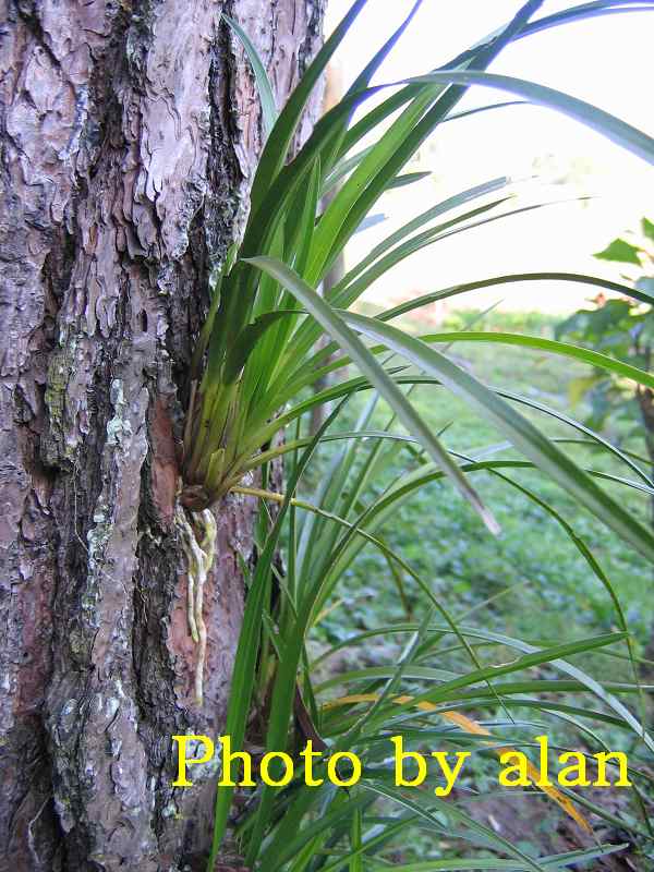 «ö¦¹¦b·sµøµ¡ÂsÄý¹Ï¤ù