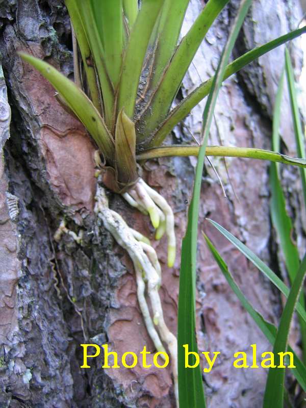 «ö¦¹¦b·sµøµ¡ÂsÄý¹Ï¤ù