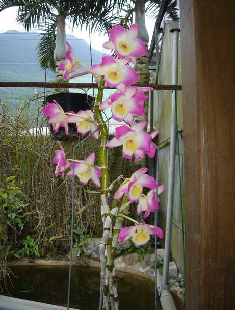 «ö¦¹¦b·sµøµ¡ÂsÄý¹Ï¤ù