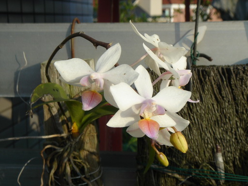 «ö¦¹¦b·sµøµ¡ÂsÄý¹Ï¤ù