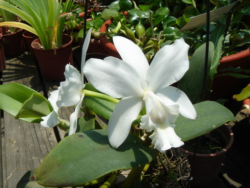 «ö¦¹¦b·sµøµ¡ÂsÄý¹Ï¤ù