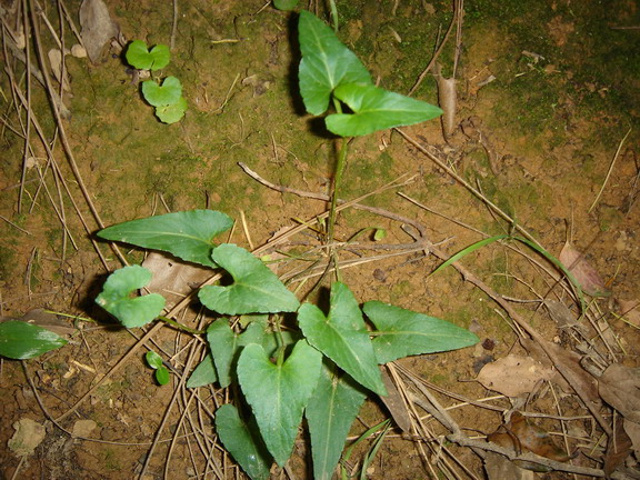 «ö¦¹¦b·sµøµ¡ÂsÄý¹Ï¤ù