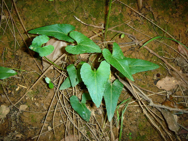 «ö¦¹¦b·sµøµ¡ÂsÄý¹Ï¤ù