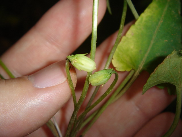 «ö¦¹¦b·sµøµ¡ÂsÄý¹Ï¤ù