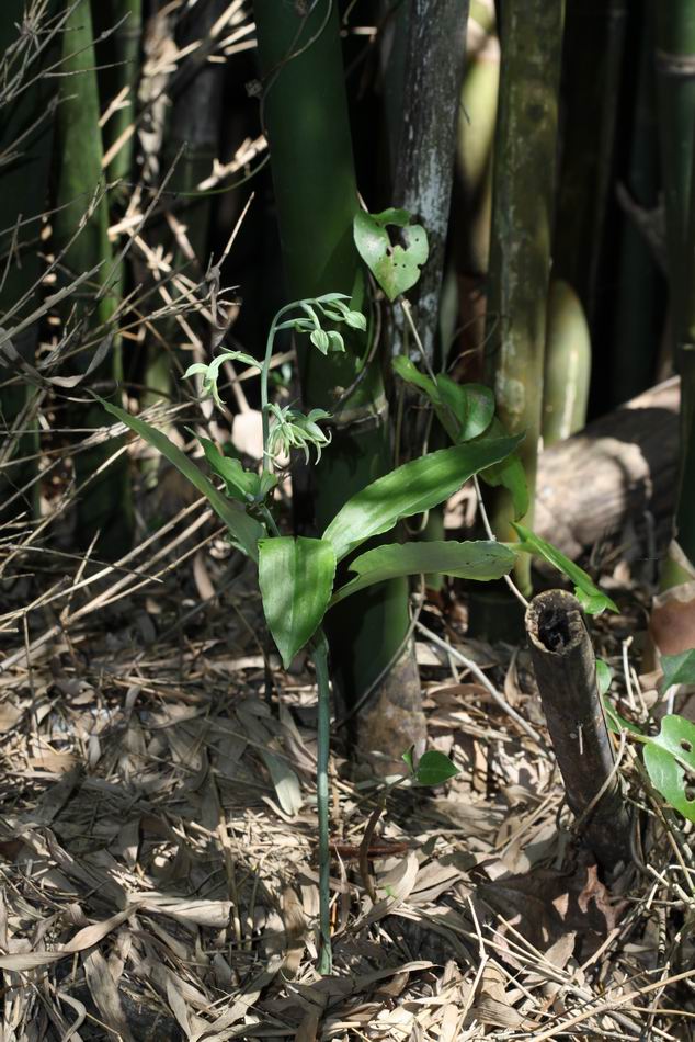 «ö¦¹¦b·sµøµ¡ÂsÄý¹Ï¤ù