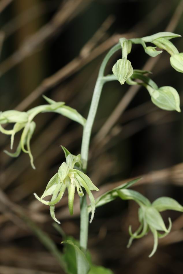 «ö¦¹¦b·sµøµ¡ÂsÄý¹Ï¤ù