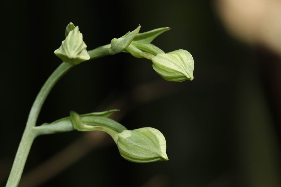 «ö¦¹¦b·sµøµ¡ÂsÄý¹Ï¤ù