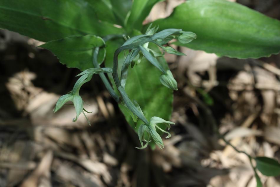 «ö¦¹¦b·sµøµ¡ÂsÄý¹Ï¤ù