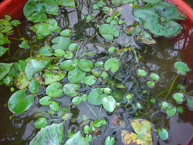 «ö¦¹¦b·sµøµ¡ÂsÄý¹Ï¤ù