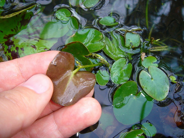 «ö¦¹¦b·sµøµ¡ÂsÄý¹Ï¤ù