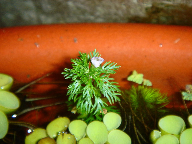 «ö¦¹¦b·sµøµ¡ÂsÄý¹Ï¤ù