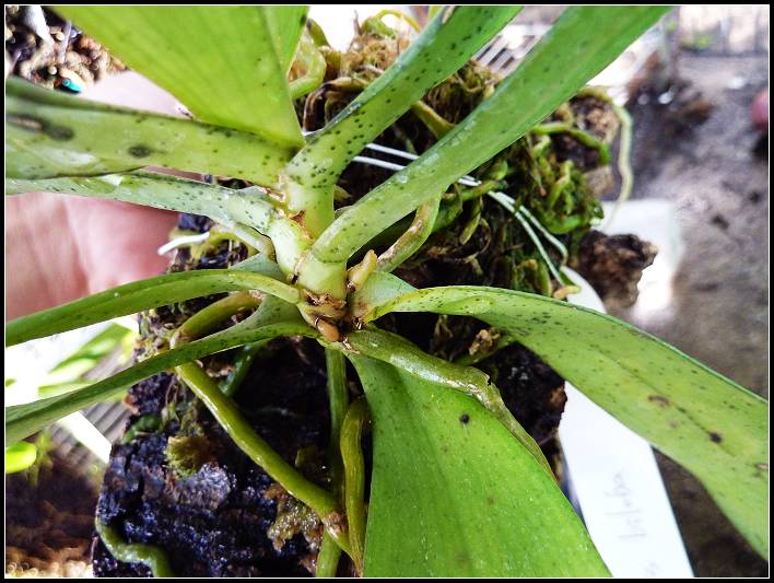 «ö¦¹¦b·sµøµ¡ÂsÄý¹Ï¤ù