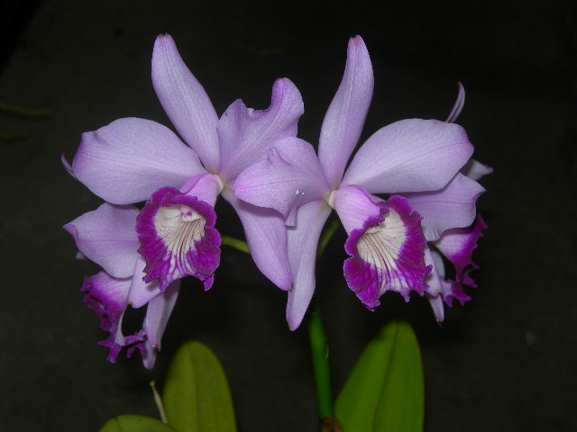 «ö¦¹¦b·sµøµ¡ÂsÄý¹Ï¤ù