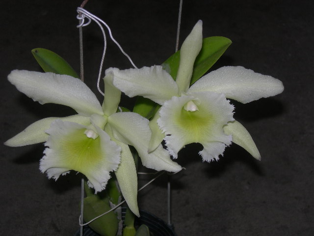 «ö¦¹¦b·sµøµ¡ÂsÄý¹Ï¤ù