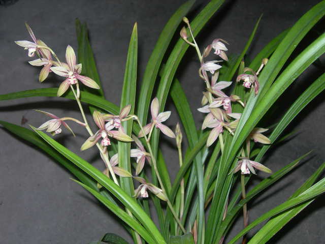 «ö¦¹¦b·sµøµ¡ÂsÄý¹Ï¤ù