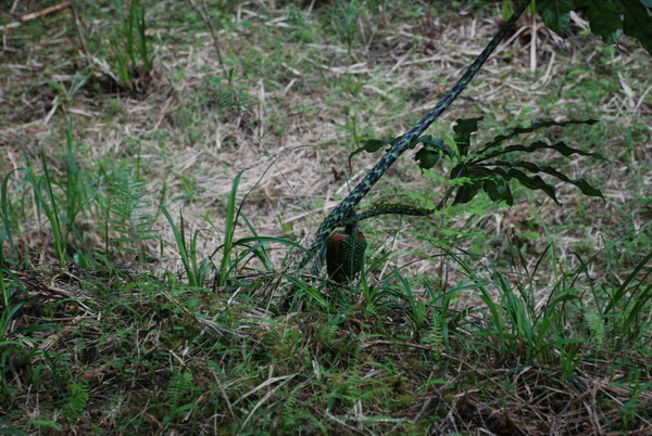 «ö¦¹¦b·sµøµ¡ÂsÄý¹Ï¤ù