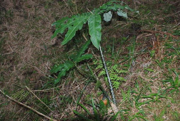 «ö¦¹¦b·sµøµ¡ÂsÄý¹Ï¤ù