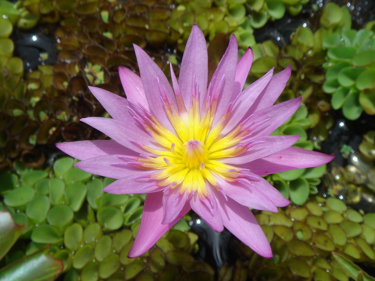 «ö¦¹¦b·sµøµ¡ÂsÄý¹Ï¤ù