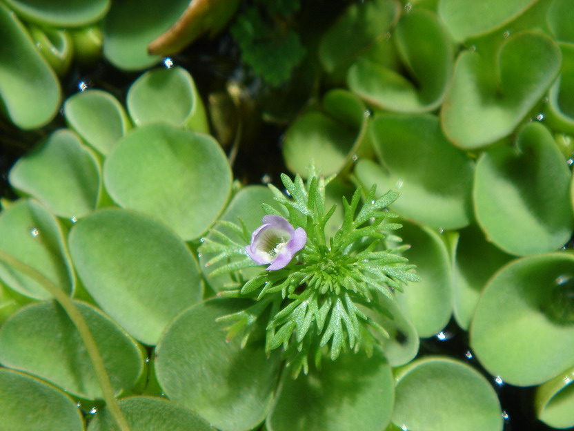 «ö¦¹¦b·sµøµ¡ÂsÄý¹Ï¤ù