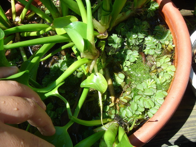 «ö¦¹¦b·sµøµ¡ÂsÄý¹Ï¤ù