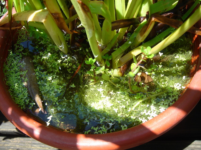 «ö¦¹¦b·sµøµ¡ÂsÄý¹Ï¤ù