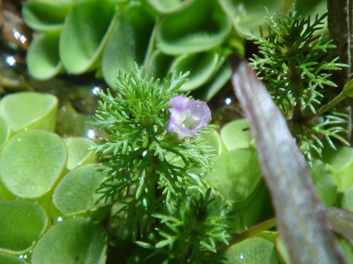 «ö¦¹¦b·sµøµ¡ÂsÄý¹Ï¤ù