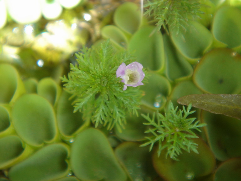 «ö¦¹¦b·sµøµ¡ÂsÄý¹Ï¤ù