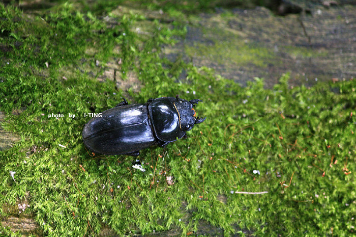 «ö¦¹¦b·sµøµ¡ÂsÄý¹Ï¤ù