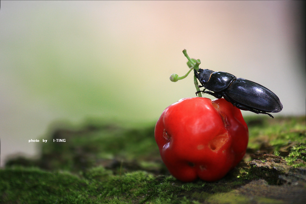 «ö¦¹¦b·sµøµ¡ÂsÄý¹Ï¤ù