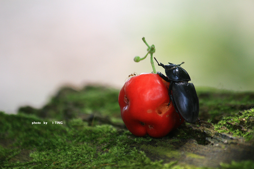 «ö¦¹¦b·sµøµ¡ÂsÄý¹Ï¤ù