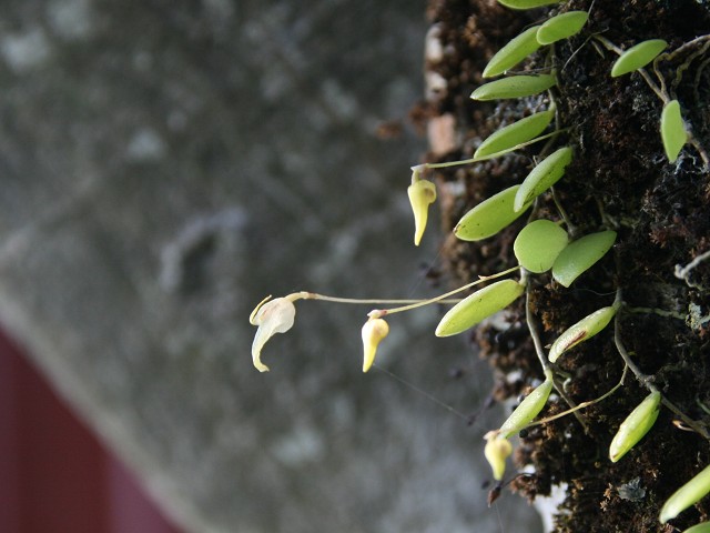 «ö¦¹¦b·sµøµ¡ÂsÄý¹Ï¤ù