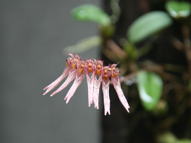 «ö¦¹¦b·sµøµ¡ÂsÄý¹Ï¤ù