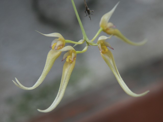 «ö¦¹¦b·sµøµ¡ÂsÄý¹Ï¤ù