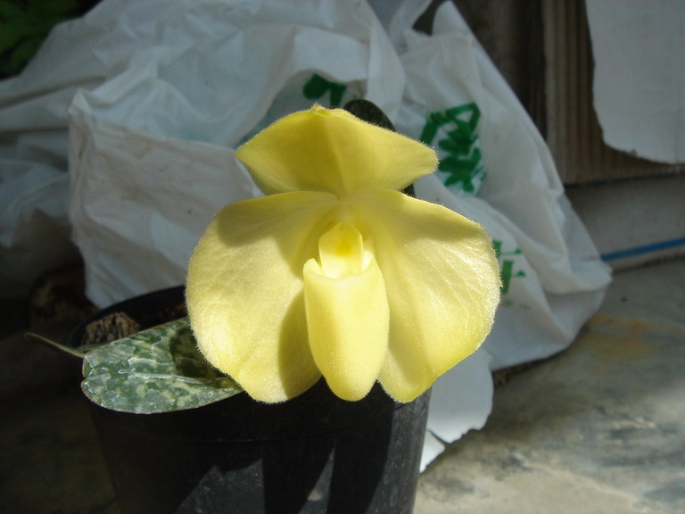 «ö¦¹¦b·sµøµ¡ÂsÄý¹Ï¤ù