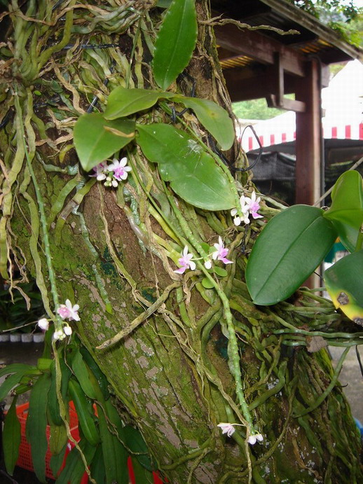 «ö¦¹¦b·sµøµ¡ÂsÄý¹Ï¤ù