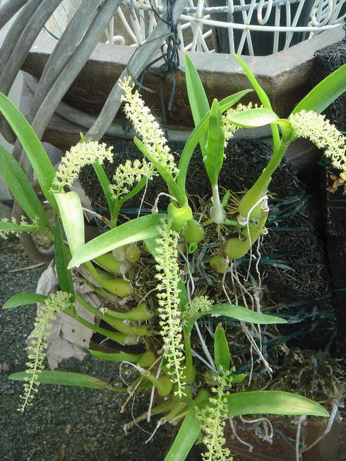 «ö¦¹¦b·sµøµ¡ÂsÄý¹Ï¤ù