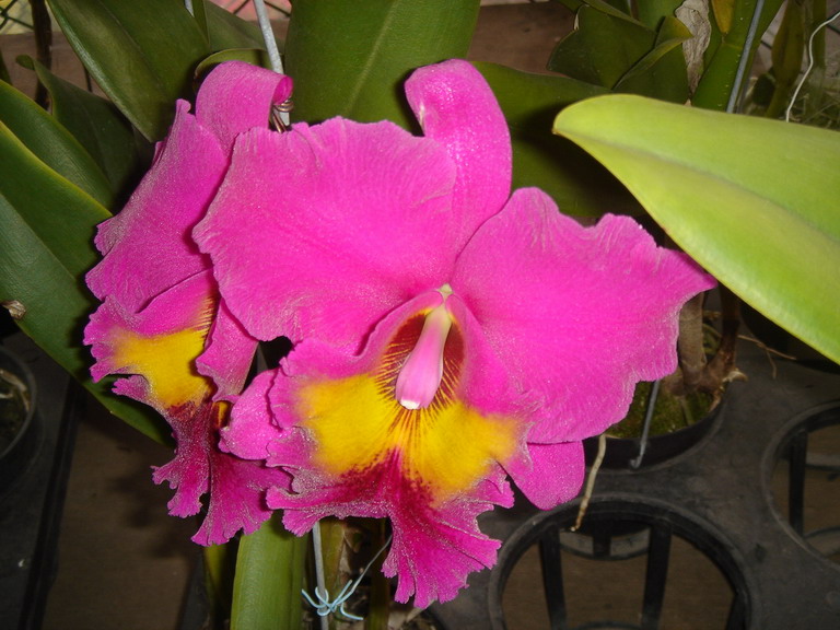 «ö¦¹¦b·sµøµ¡ÂsÄý¹Ï¤ù