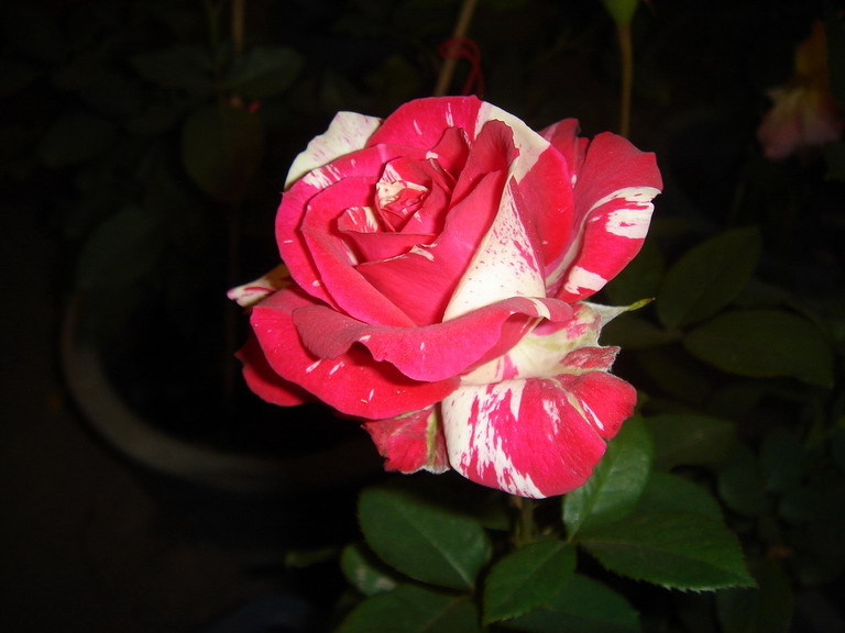 «ö¦¹¦b·sµøµ¡ÂsÄý¹Ï¤ù