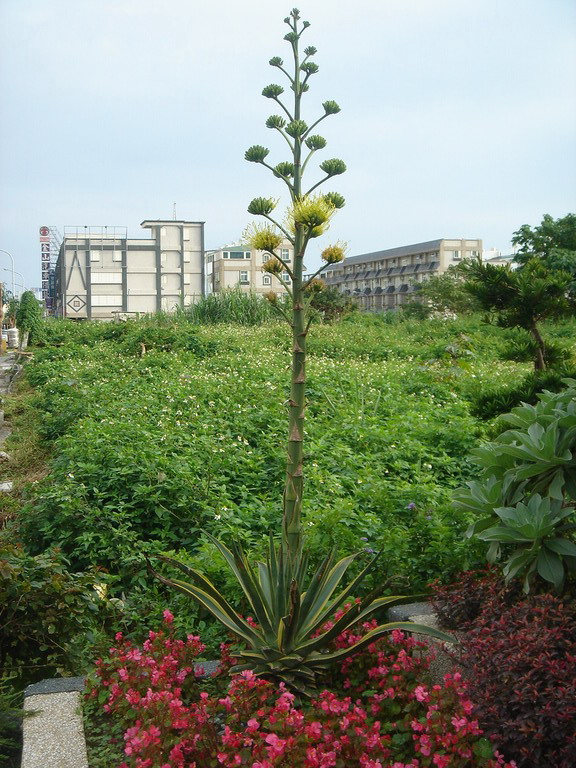 «ö¦¹¦b·sµøµ¡ÂsÄý¹Ï¤ù