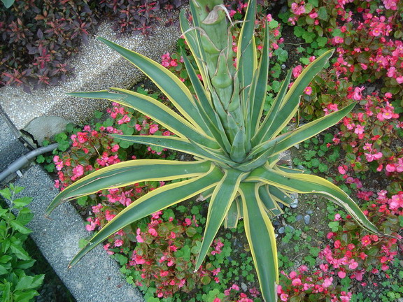 «ö¦¹¦b·sµøµ¡ÂsÄý¹Ï¤ù