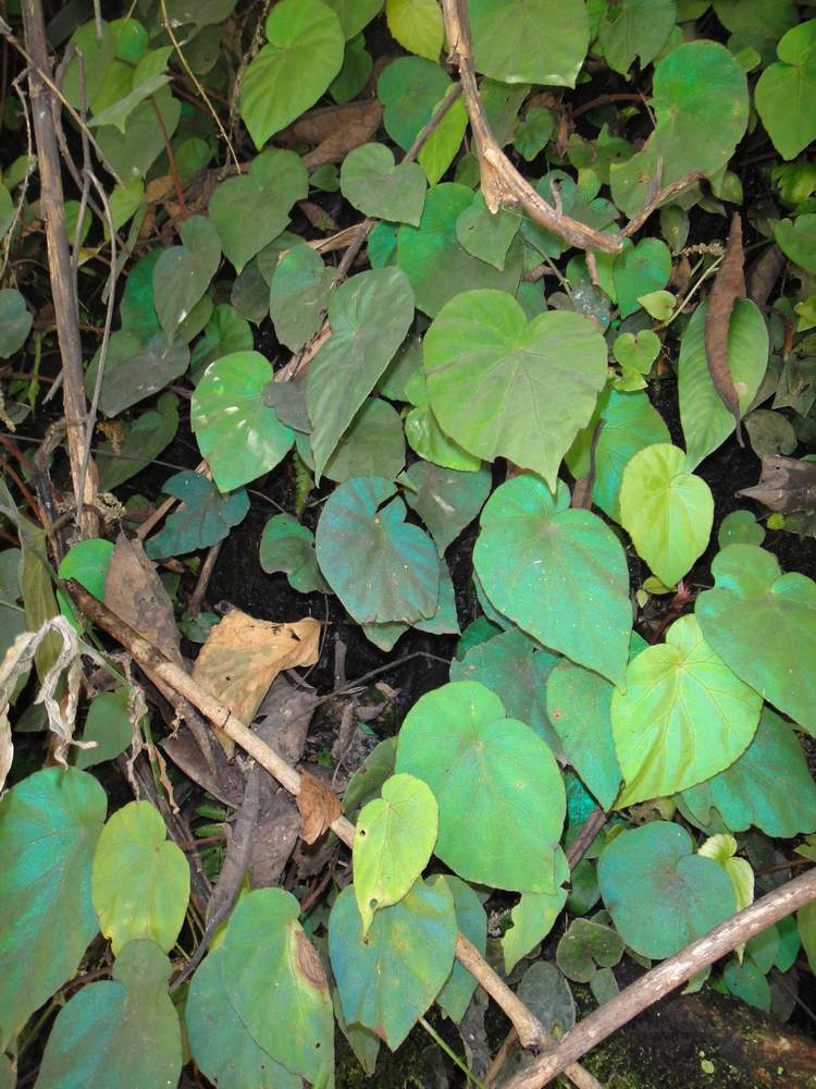 «ö¦¹¦b·sµøµ¡ÂsÄý¹Ï¤ù