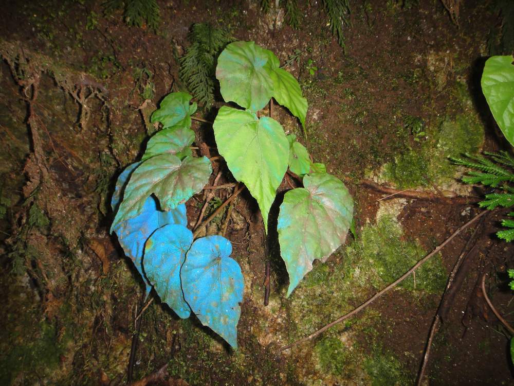 «ö¦¹¦b·sµøµ¡ÂsÄý¹Ï¤ù