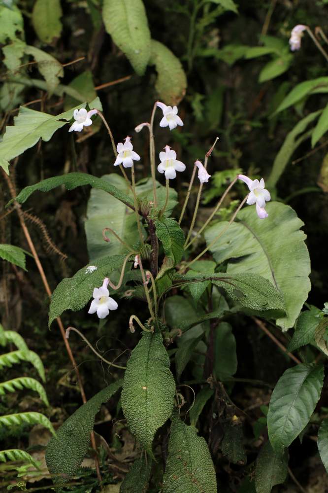 «ö¦¹¦b·sµøµ¡ÂsÄý¹Ï¤ù