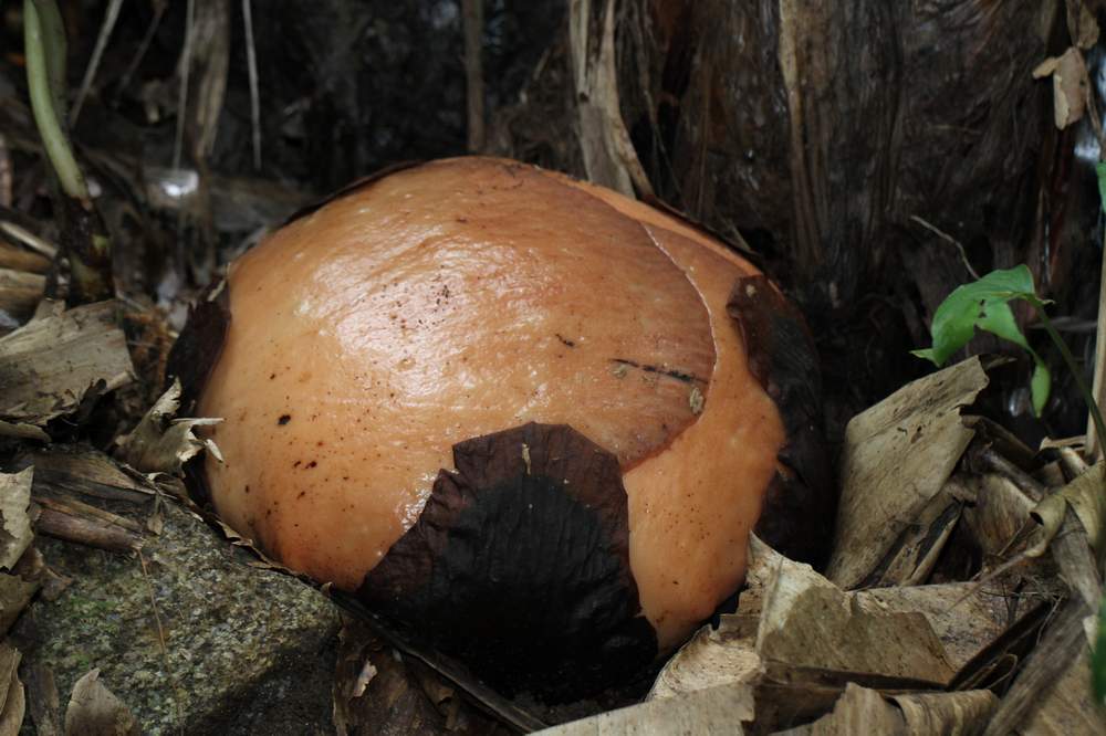 «ö¦¹¦b·sµøµ¡ÂsÄý¹Ï¤ù