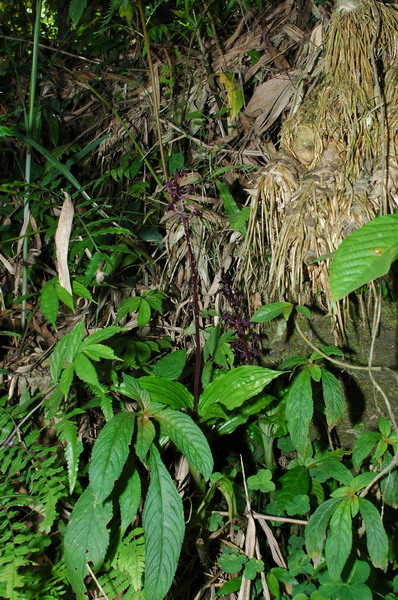 «ö¦¹¦b·sµøµ¡ÂsÄý¹Ï¤ù