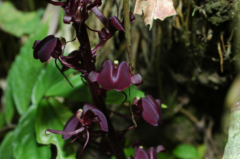 «ö¦¹¦b·sµøµ¡ÂsÄý¹Ï¤ù